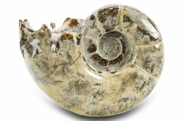 Polished, Chambered Ammonite (Argonauticeras) Fossil - Madagascar #312328